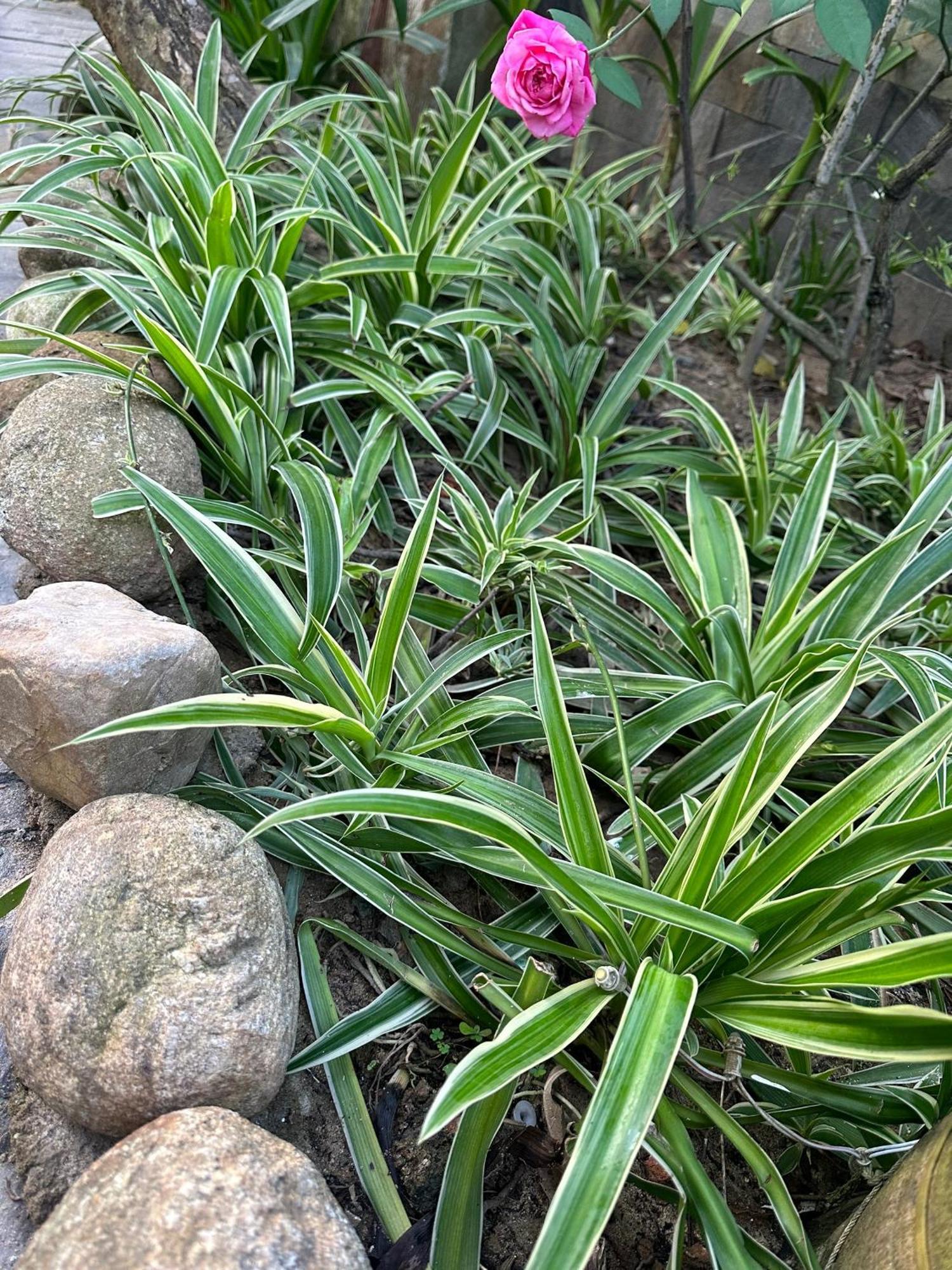 Water Palm Residence Hieu Nhon Eksteriør bilde