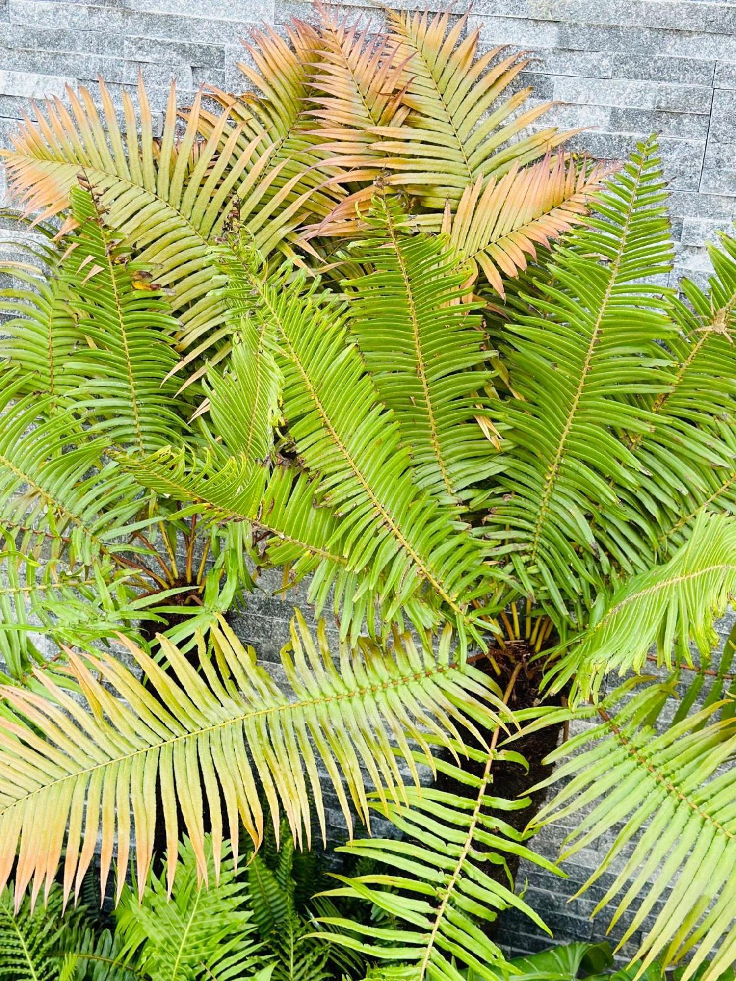 Water Palm Residence Hieu Nhon Eksteriør bilde